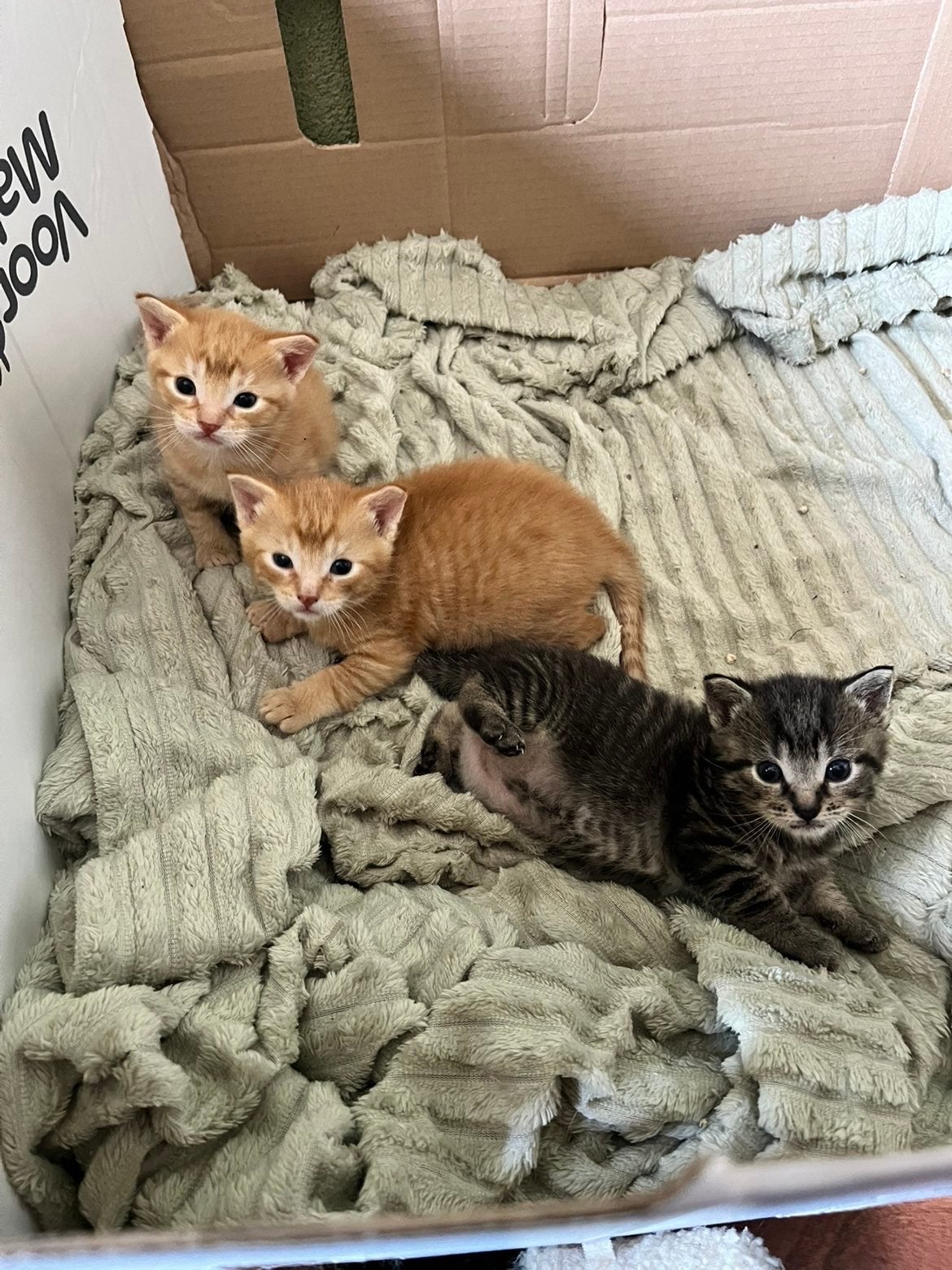 Kittens europese korthaar. 16 juli geboren, Meerdere dieren, Kortharig, 0 tot 2 jaar