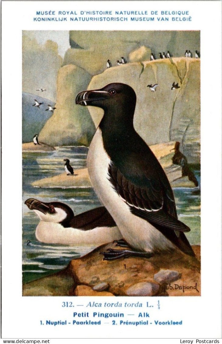 Alk / Razorbill – Nº 312 – (KBIN / IRSNB), Verzenden, 1940 tot 1960, Ongelopen, Vogel