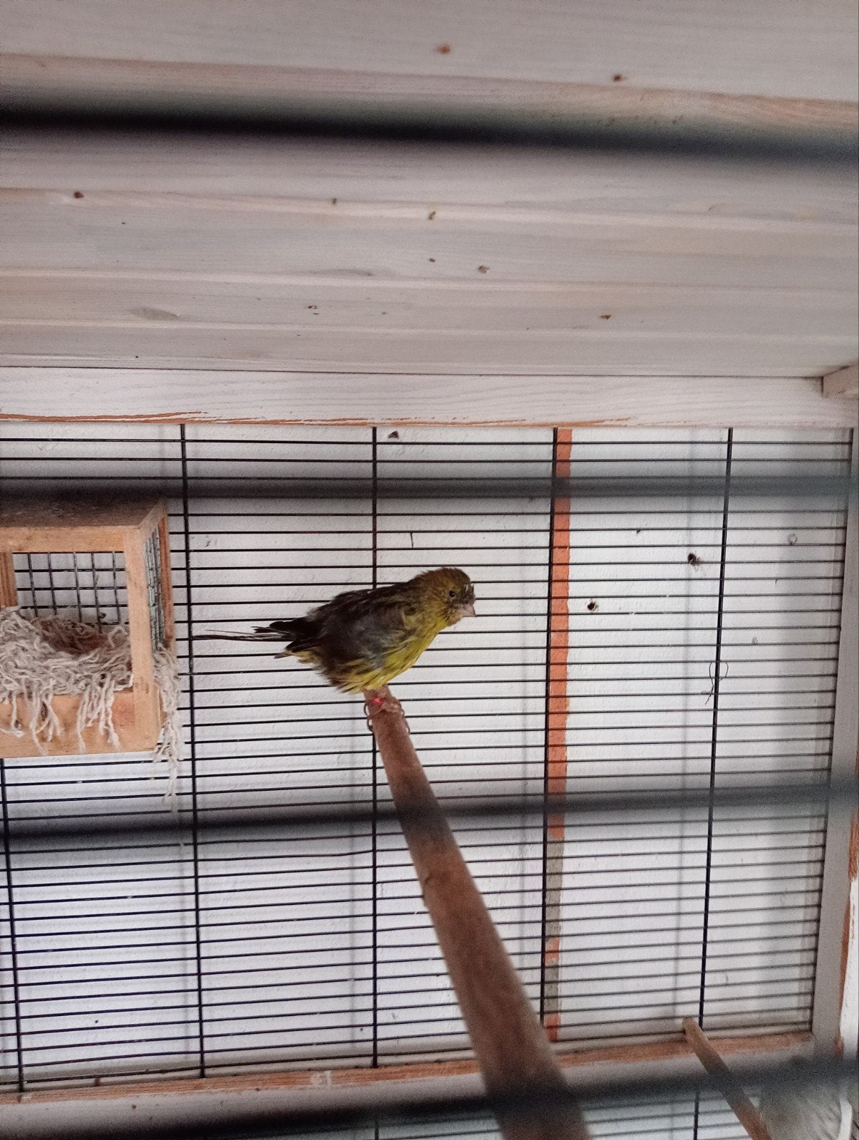 te koop kanarie man en pop zie adv, Dieren en Toebehoren