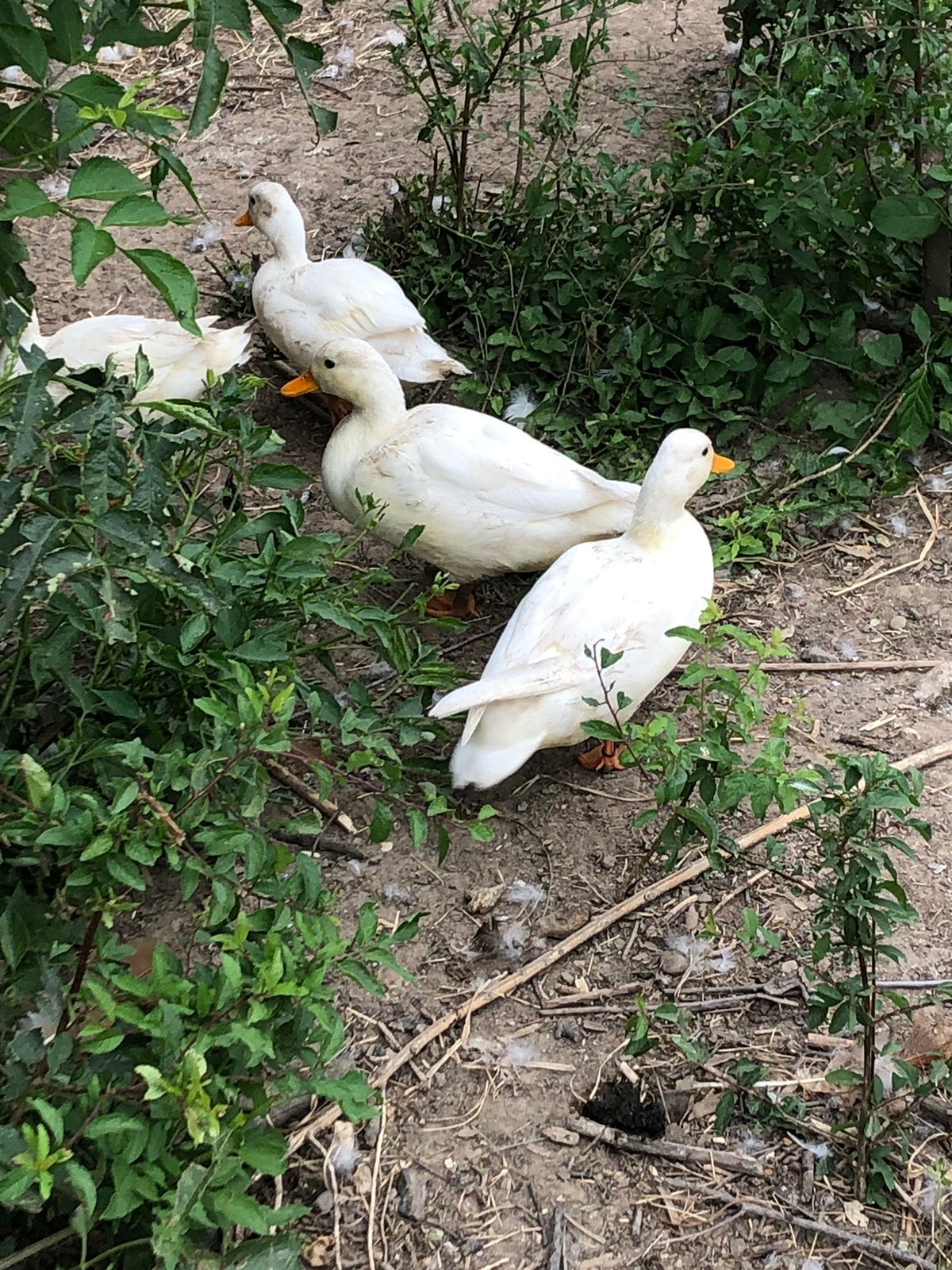 Koppel witte kwakers, Dieren en Toebehoren, Pluimvee, Meerdere dieren, Eend
