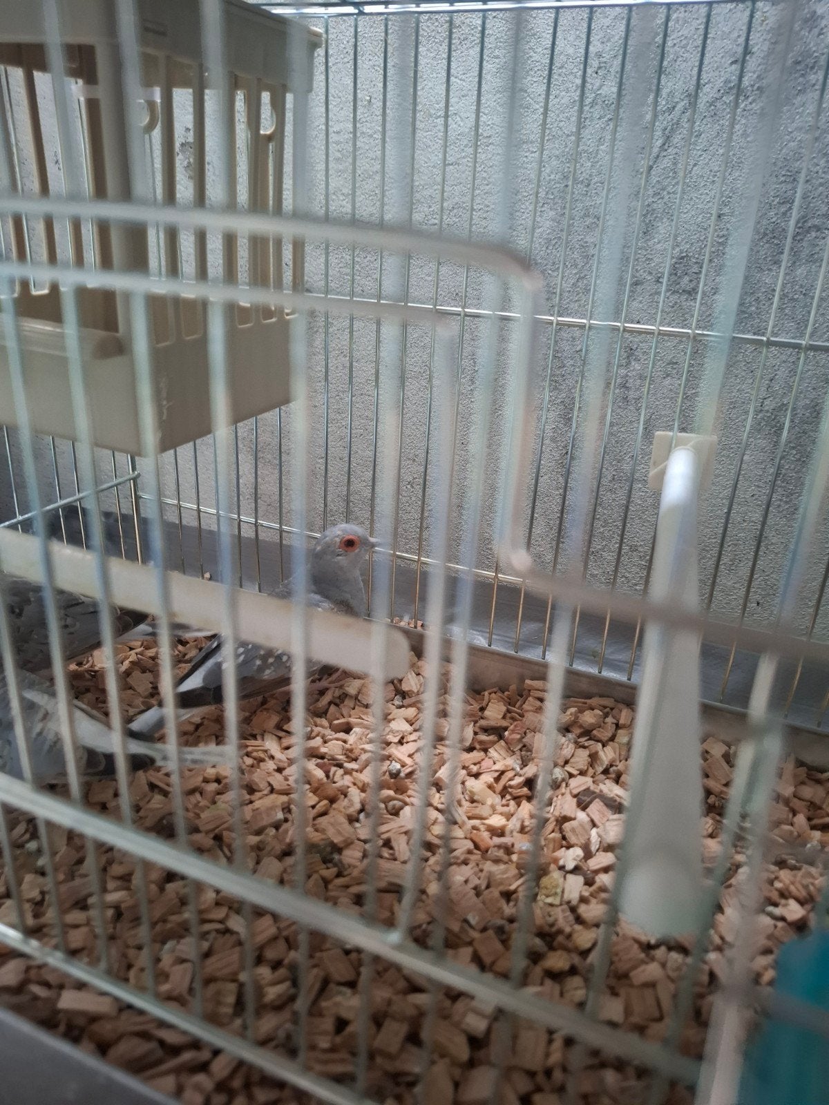 3 diamant duifjes, Geslacht onbekend