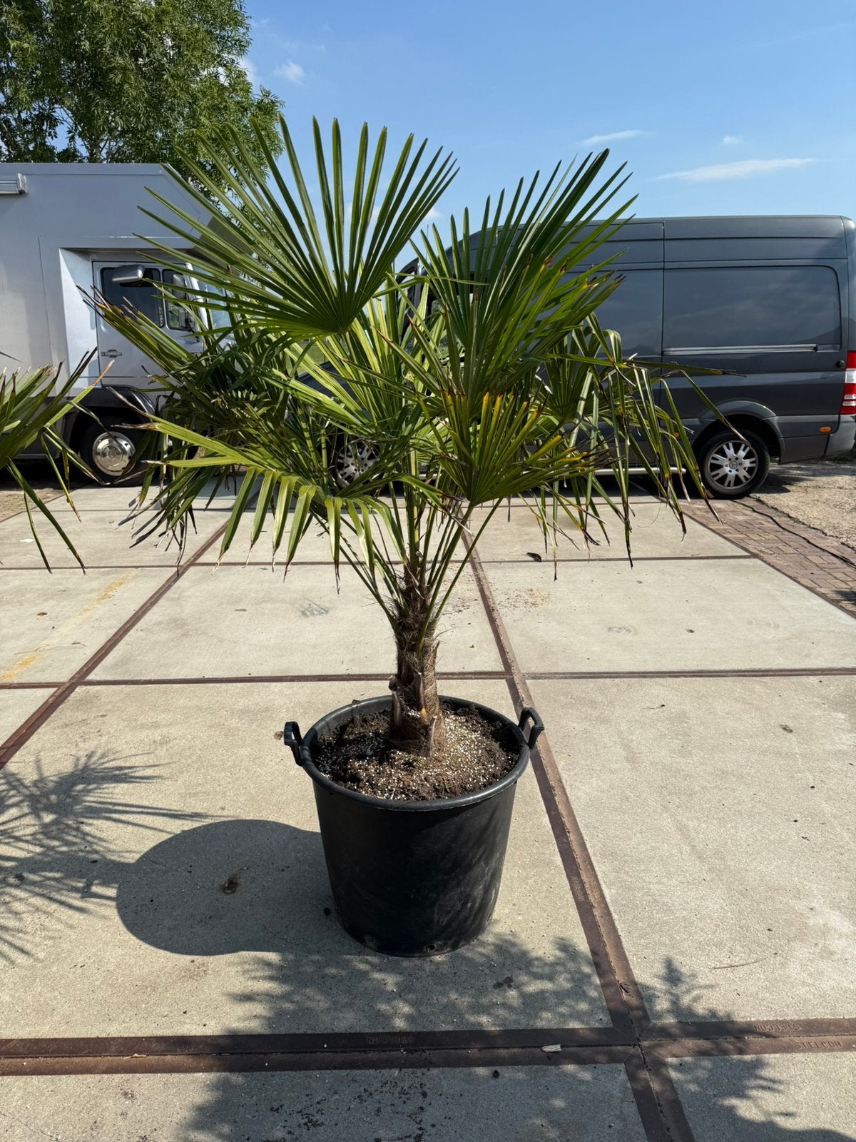 Palmen trachicarpers in 60 liter pot 79,50 pst goede wortels, Ophalen