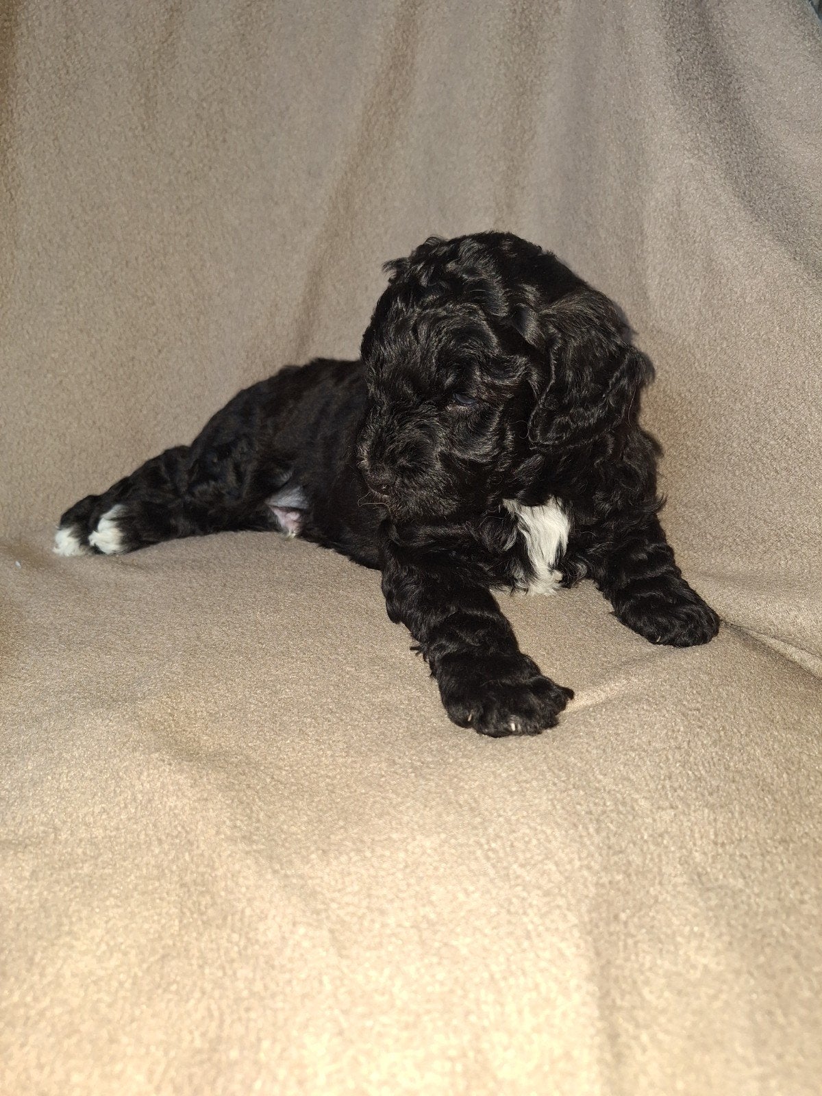 Lieve Labradoodle puppy's medium x mini zwart en bruin, 8 tot 15 weken, CDV (hondenziekte), Meerdere, Meerdere dieren