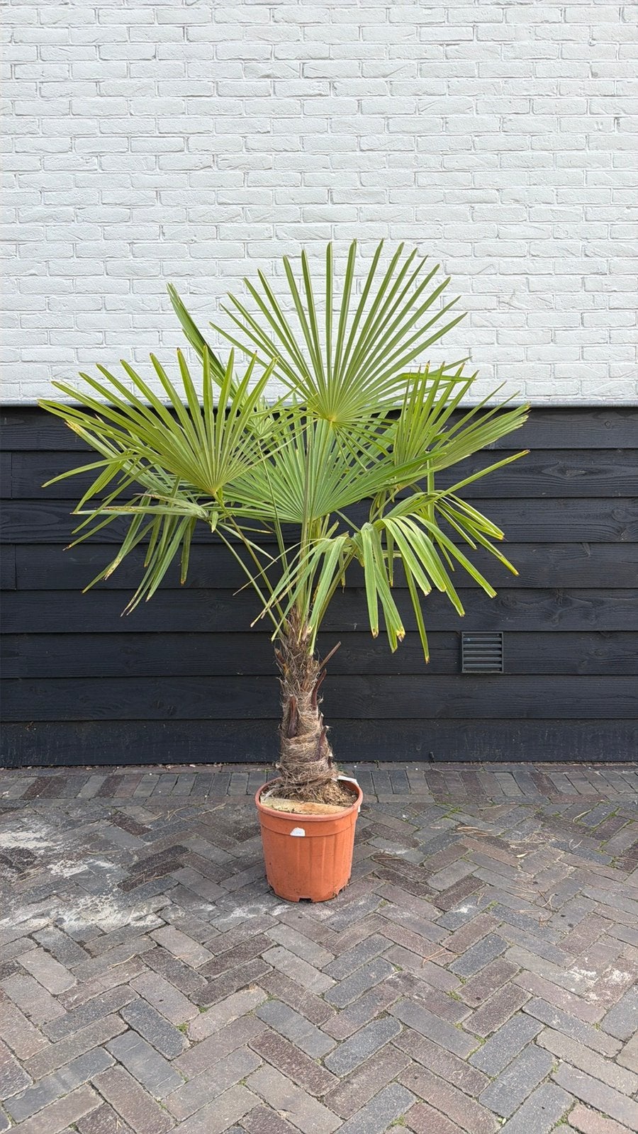 Trachycarpus fortunei palmbomen, 100 tot 250 cm, Zomer, Palmboom, Ophalen