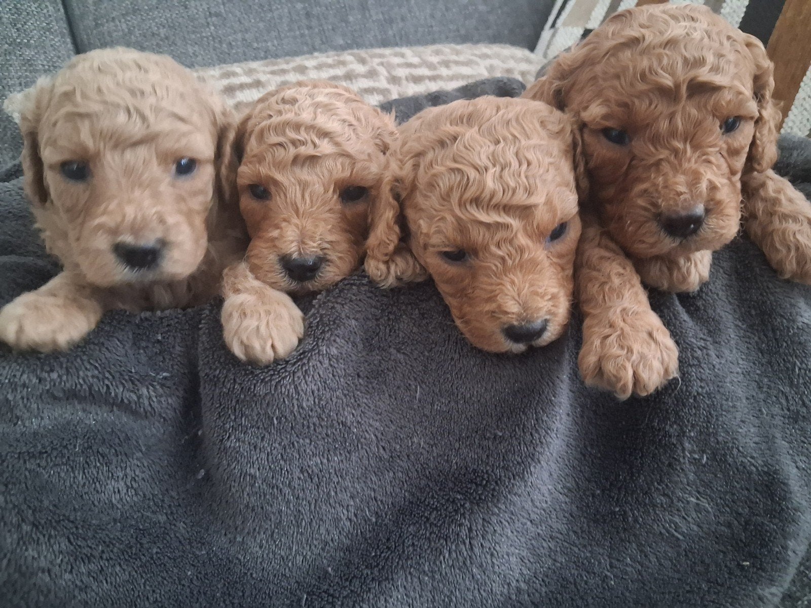 australian labradoodle puppy's, Parvo, Overige rassen, 8 tot 15 weken, Meerdere