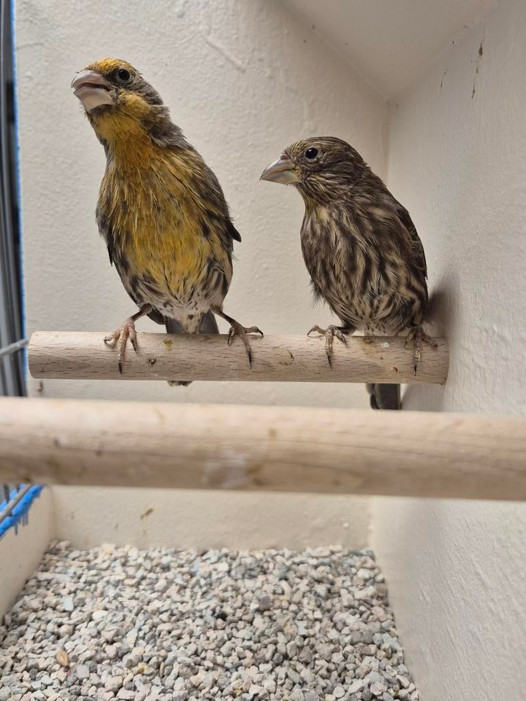 Koppel Mexicaanse Roodmussen, Dieren en Toebehoren, Meerdere dieren