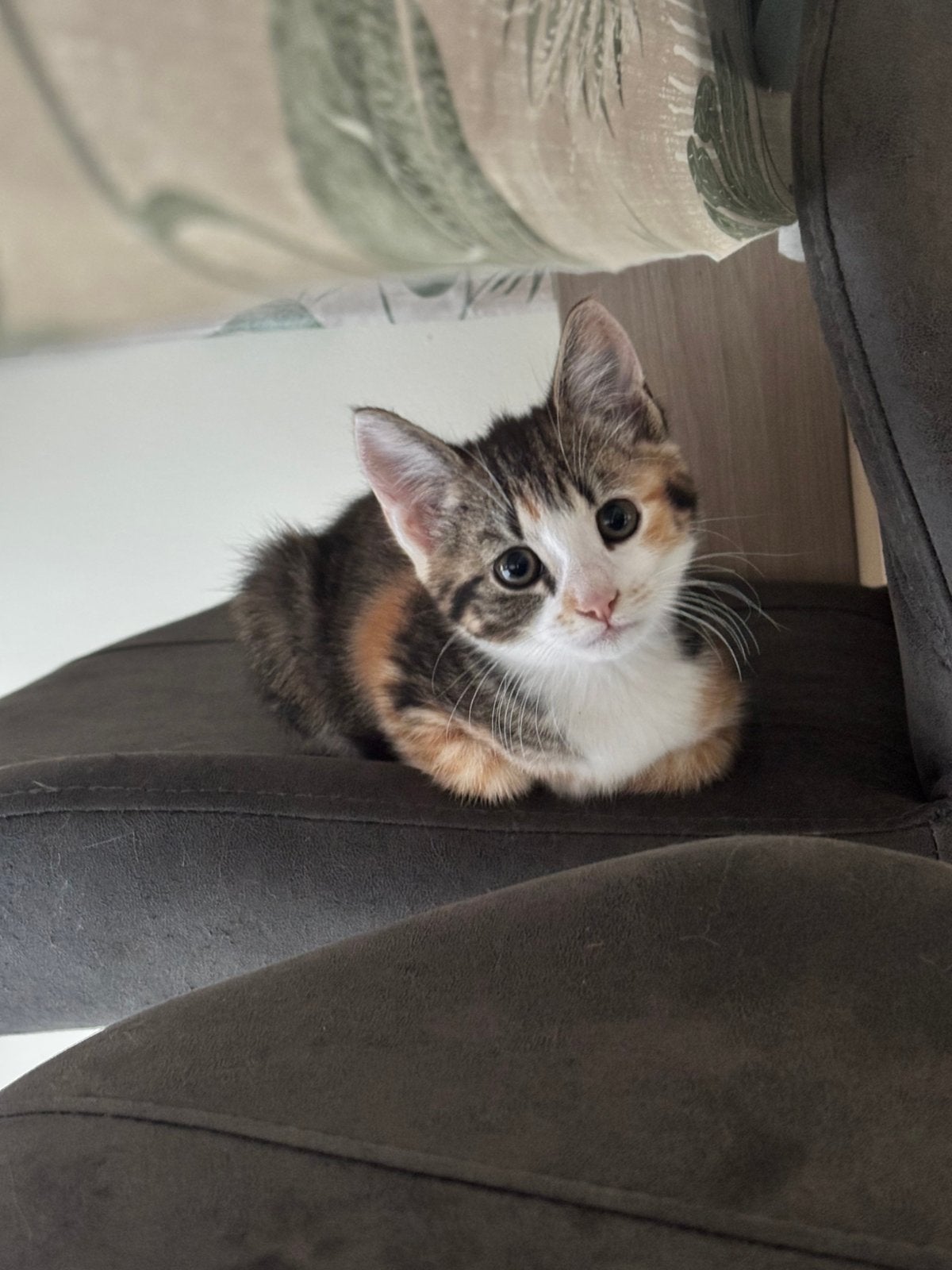 2 nestjes kruising kittens (Britse korthaar & Noorse boskat), Meerdere dieren, Ontwormd, 0 tot 2 jaar