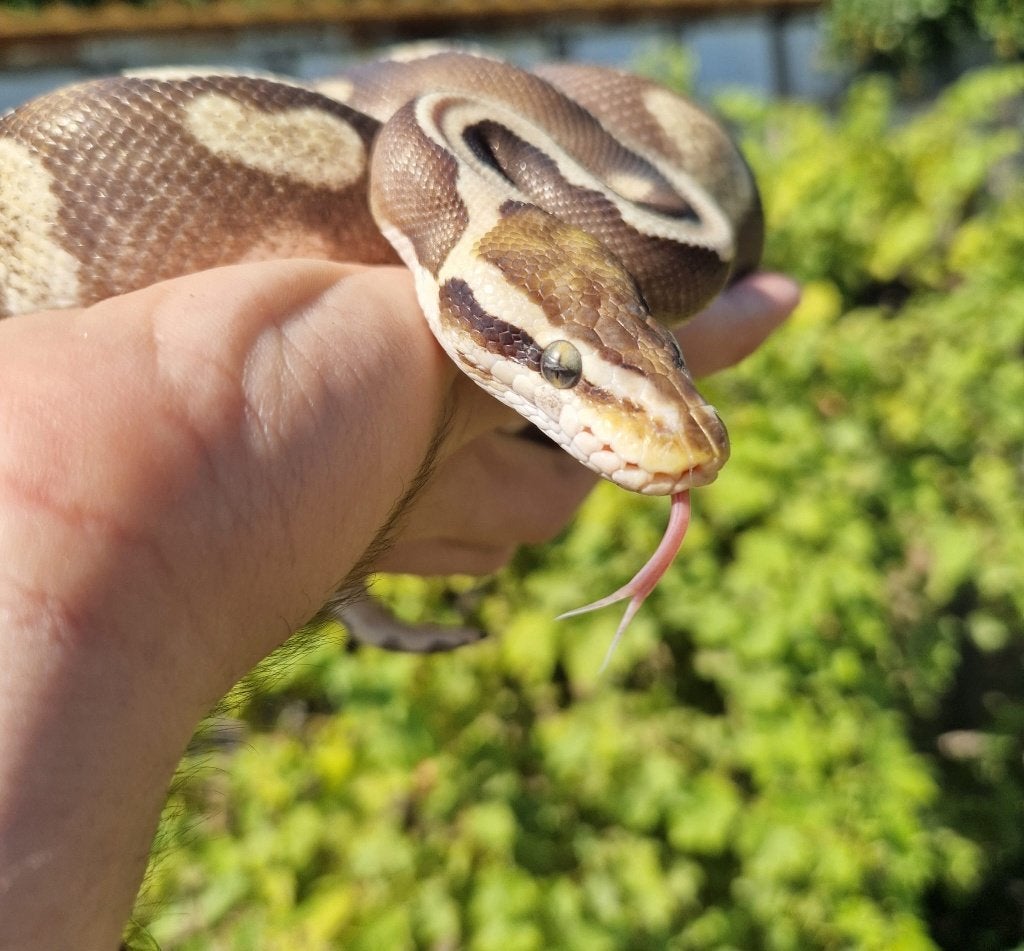 Python regius man, Slang, Tam, 3 tot 6 jaar