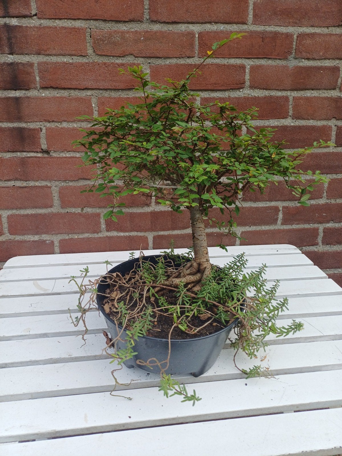 Chinese Hackberry (Celtis sinensis) Bonsai, Ophalen, Overige soorten
