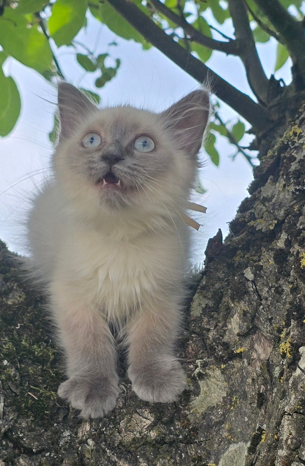 Ragdoll kittens stamboom kampioen lijn., Poes, Met stamboom