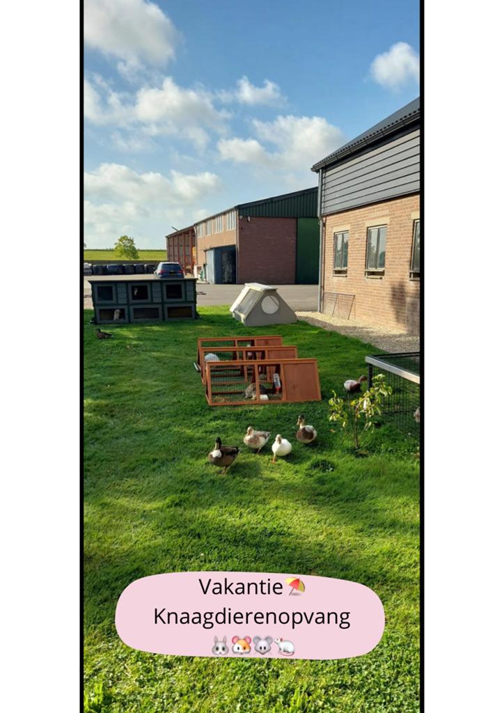 KONIJNEN (vakantie)OPVANG🐰☀️⛱️, Ophalen, Nieuw, Verzorging