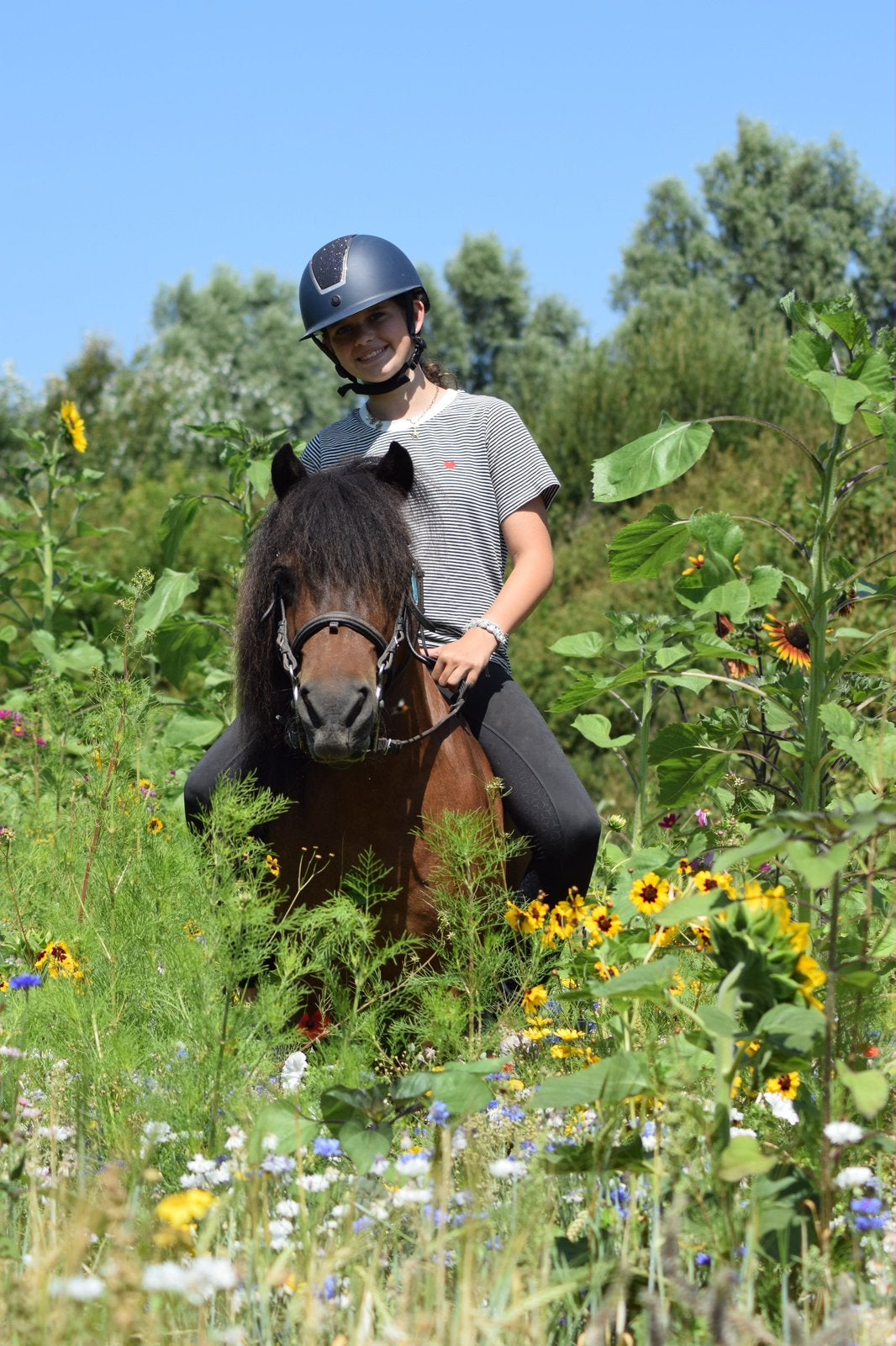 Verzorg paard gezocht! Omgeving dordecht, Ophalen, Zo goed als nieuw, Overige merken