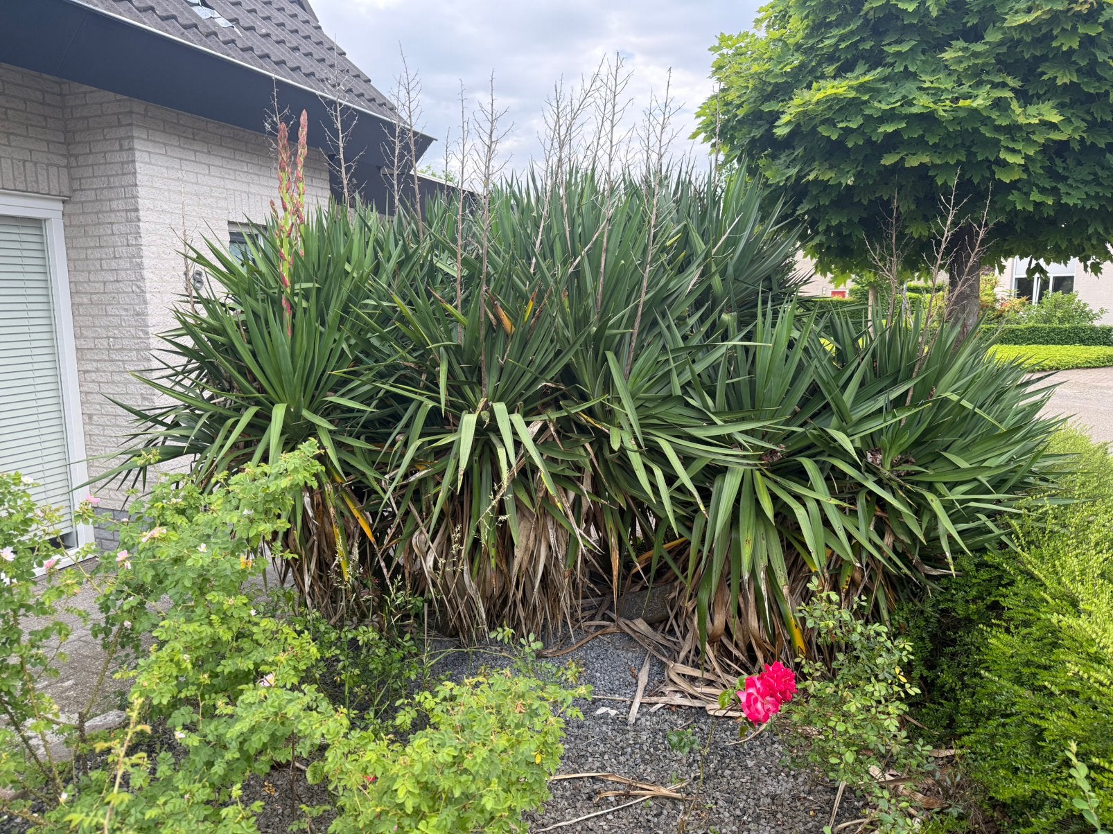Grote palmlelie gratis, Tuin en Terras, Ophalen, Overige soorten, Volle zon