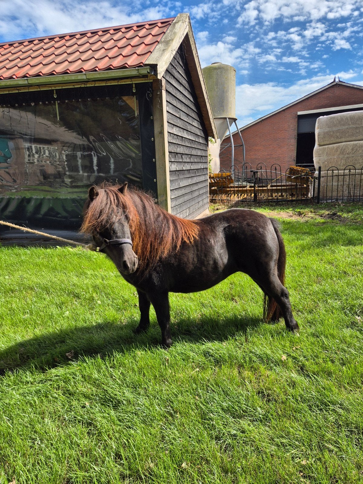 super leuke en lieve stamboek shetlander merrie, Dieren en Toebehoren, Merrie, Niet van toepassing, A pony (tot 1.17m), 3 tot 6 jaar