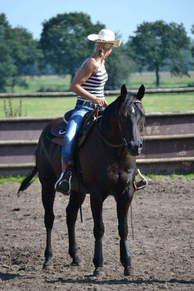 Te koop: WESTERN paarden (quarters), Dieren en Toebehoren, Meerdere dieren, Minder dan 160 cm, Westernpaard, 11 jaar of ouder