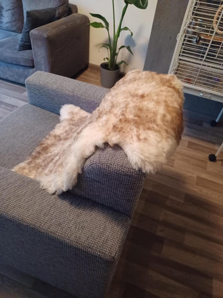 Mooie nette schapenvacht, Ophalen, Gebruikt, 50 tot 100 cm, Beige