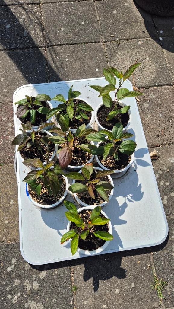 Jonge fruitbomen: appel, peer en pruim in pot, Ophalen, Minder dan 100 cm, Lente, Volle zon