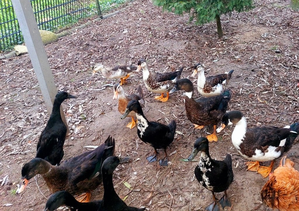 Zwarte loopeenden,bonte boeren eenden en muskus eenden., Dieren en Toebehoren, Meerdere dieren, Eend