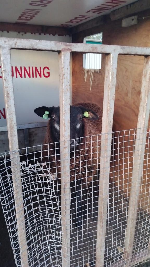 Gezocht dassenkop ram lammetje (net gespeend), Dieren en Toebehoren, Schapen, Geiten en Varkens
