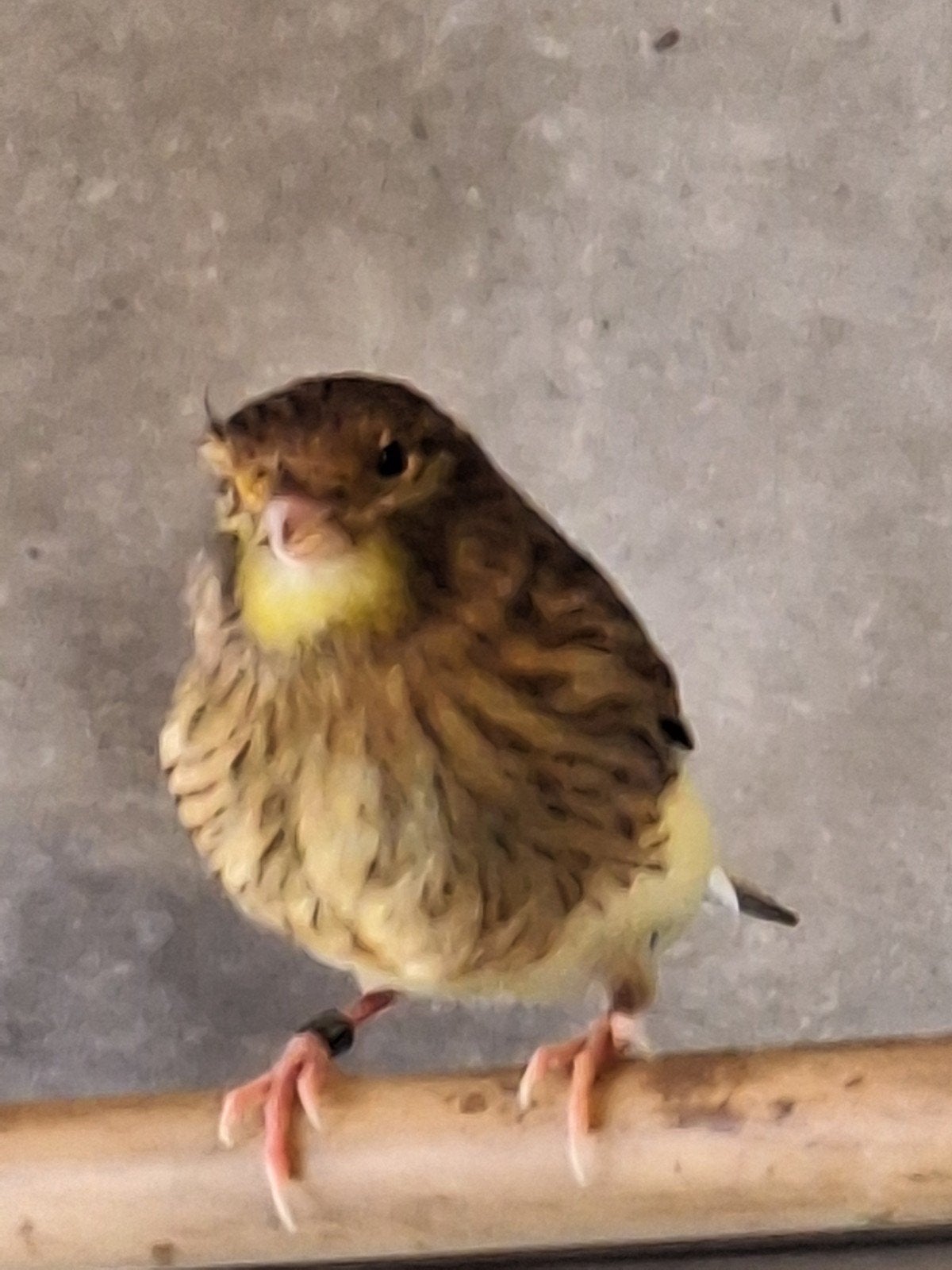 Gloster kanarie, Dieren en Toebehoren, Vogels | Kanaries, Mannelijk, Postuurkanarie
