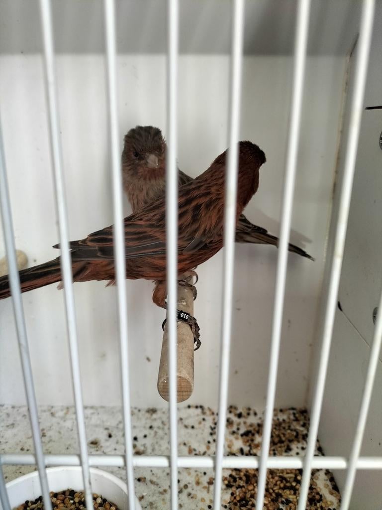 Koppels Kobalt kanaries 2024/2025, Dieren en Toebehoren, Meerdere dieren, Kleurkanarie