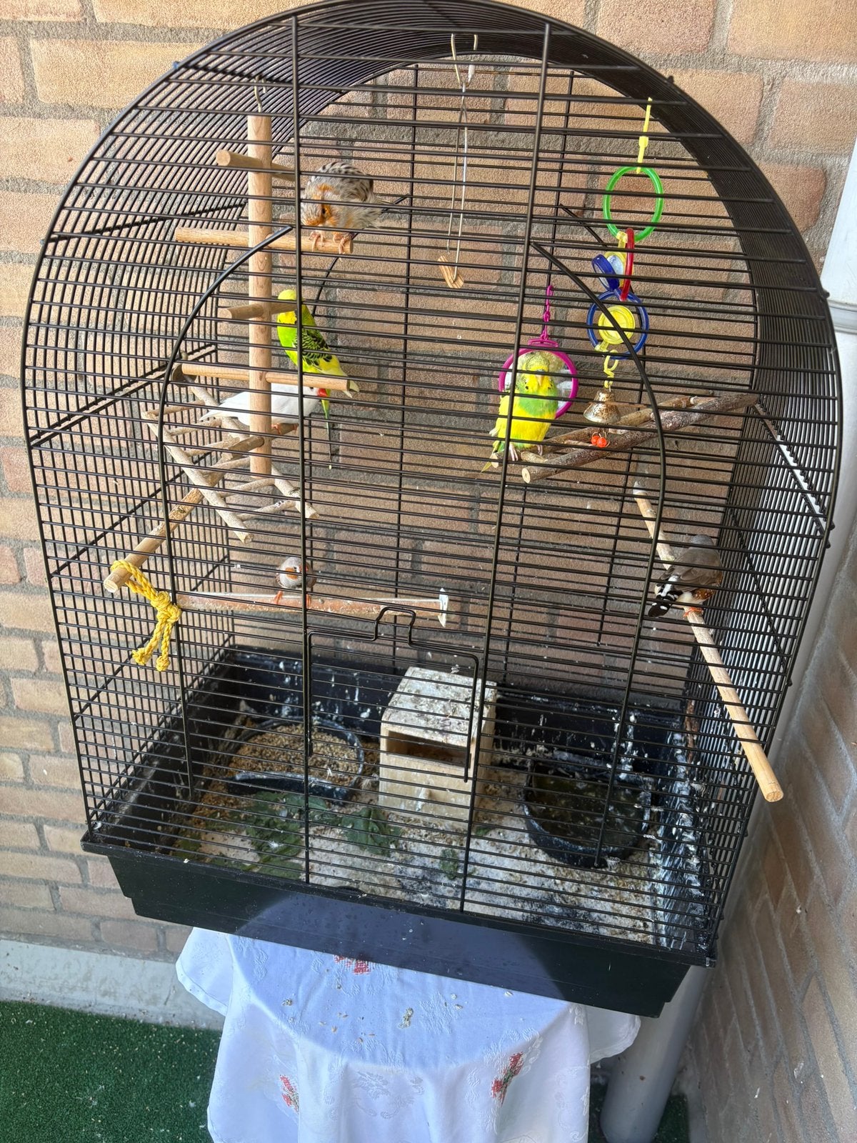 6 vogels en een kooi, Meerdere dieren, Parkiet
