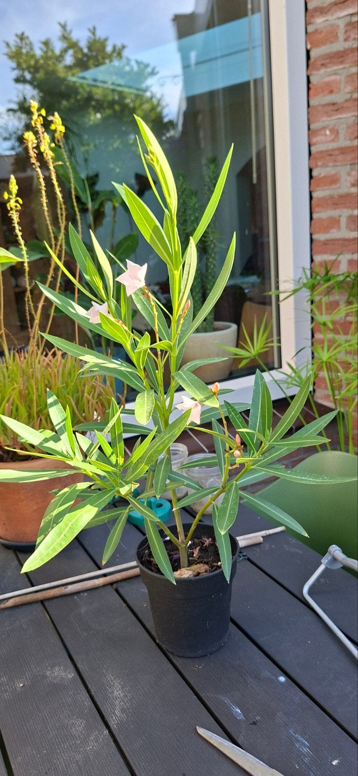 Mooie Oleander plant met witte bloemen, Volle zon, Vaste plant, Zomer, Ophalen