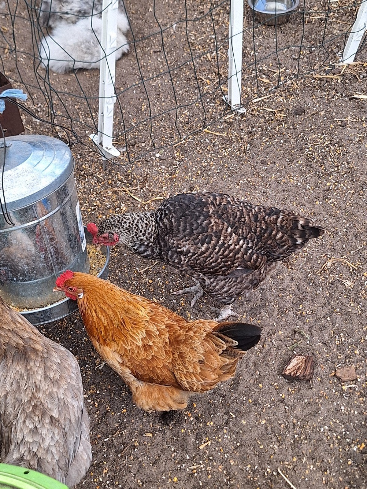 4 kipjes, Dieren en Toebehoren, Pluimvee, Vrouwelijk, Kip
