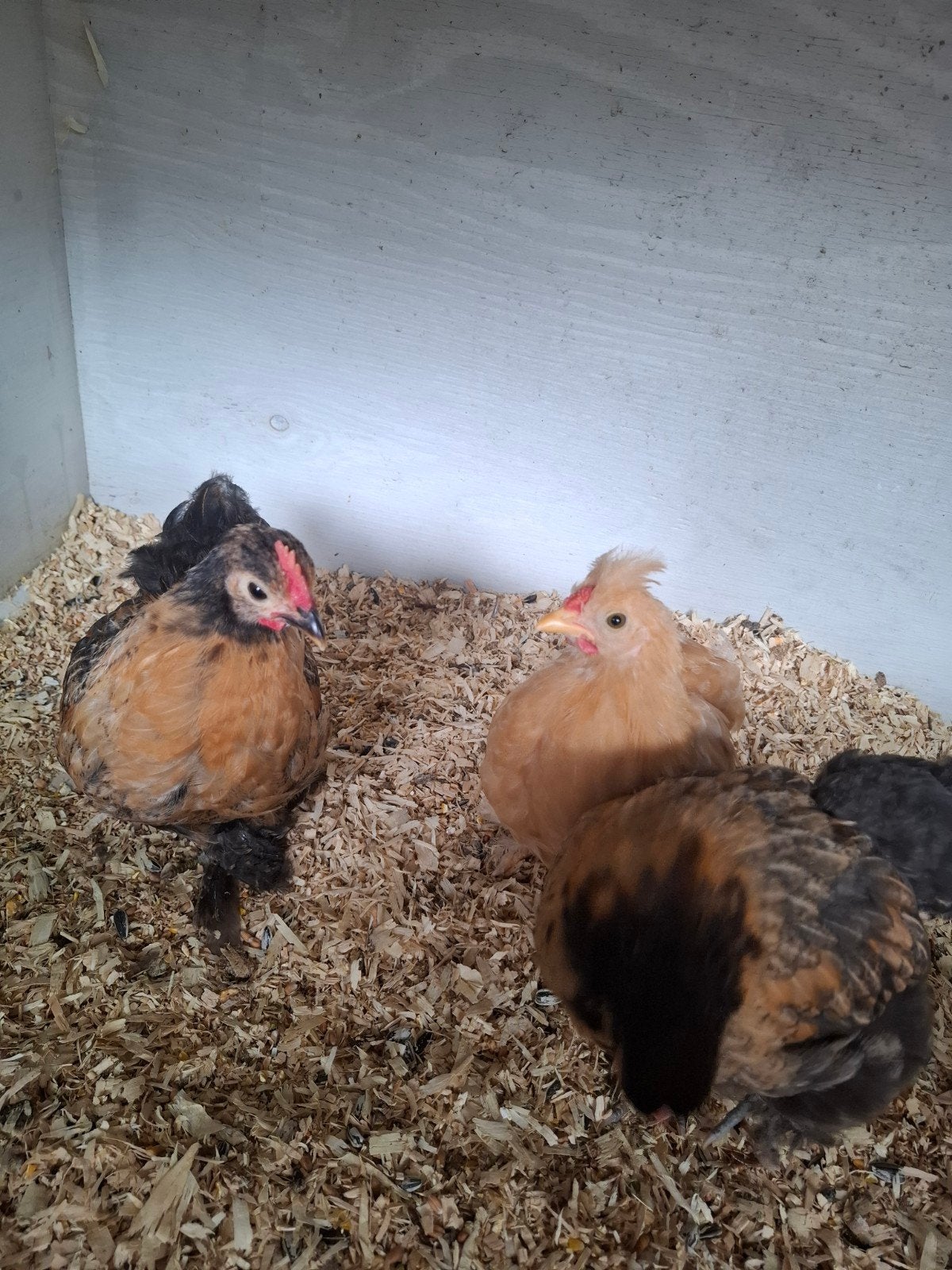 Lieve kipjes op zoek naar een fijn thuis, Dieren en Toebehoren, Vrouwelijk, Kip