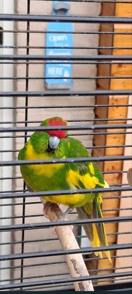 Kakariki, Dieren en Toebehoren, Vogels | Parkieten en Papegaaien, Mannelijk, Parkiet