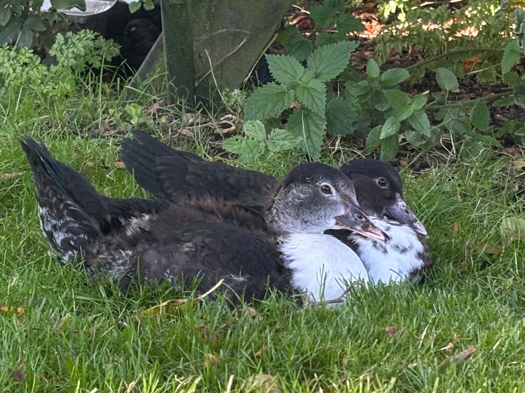 Muskuseenden, Meerdere dieren