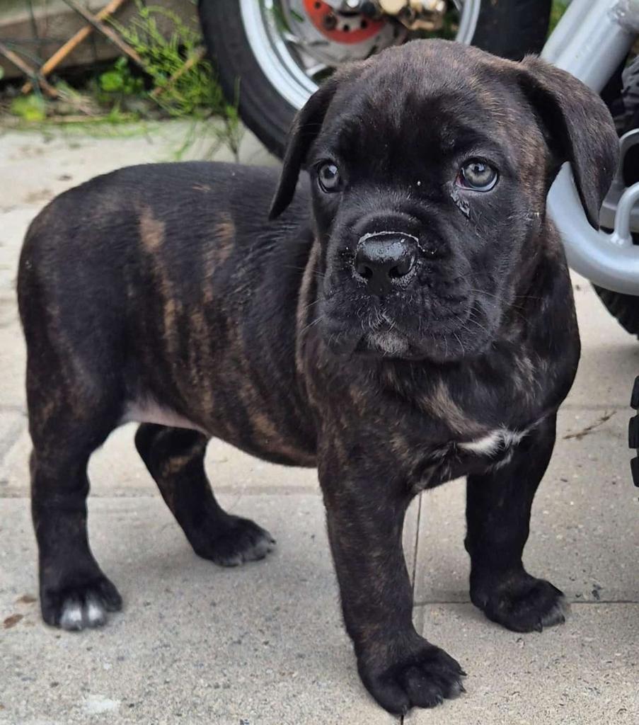 Cane corso pups, Overige rassen, 8 tot 15 weken, Meerdere, Meerdere dieren