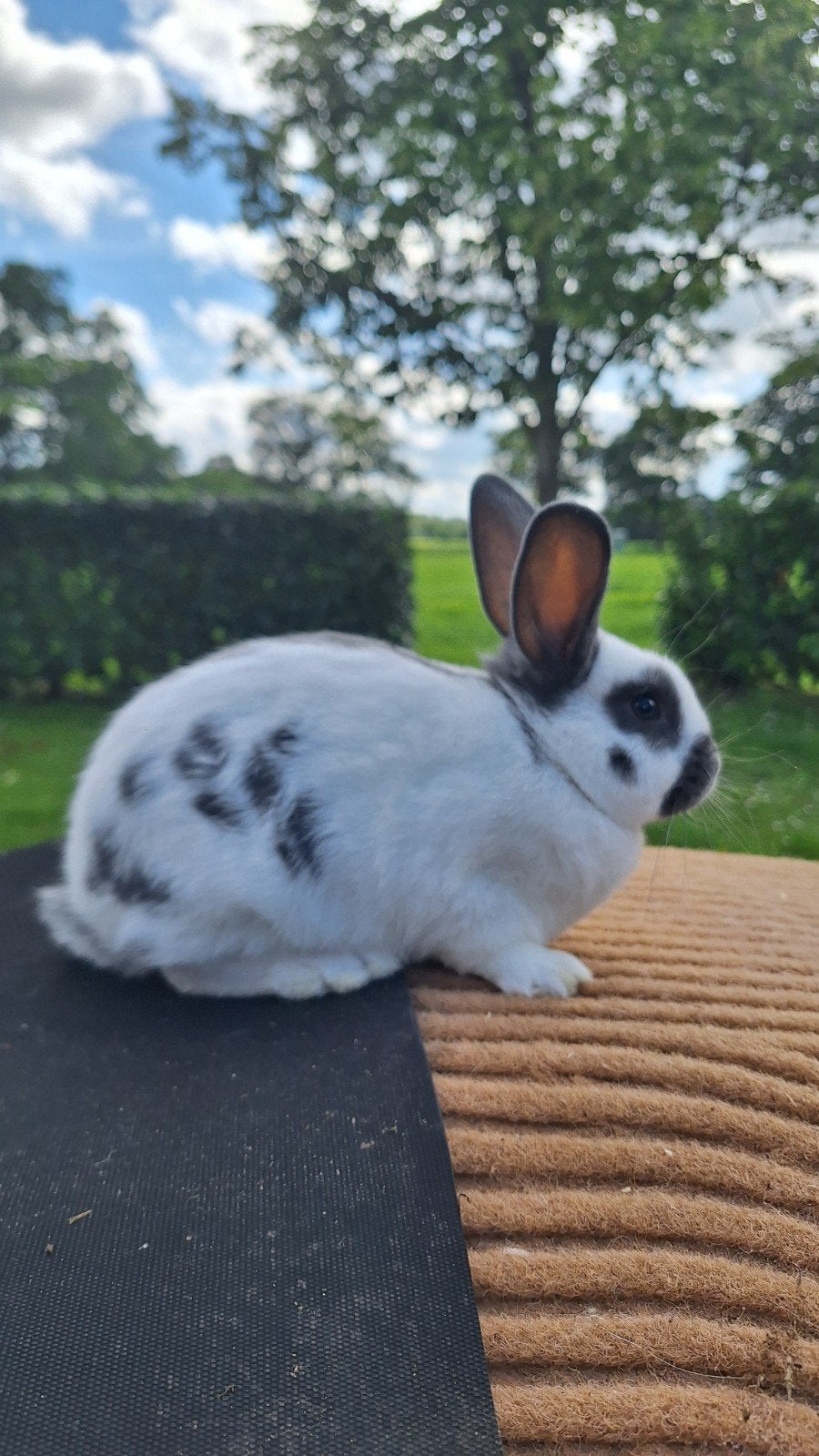 Mooie jonge voedster, Dieren en Toebehoren, Konijnen, Vrouwelijk