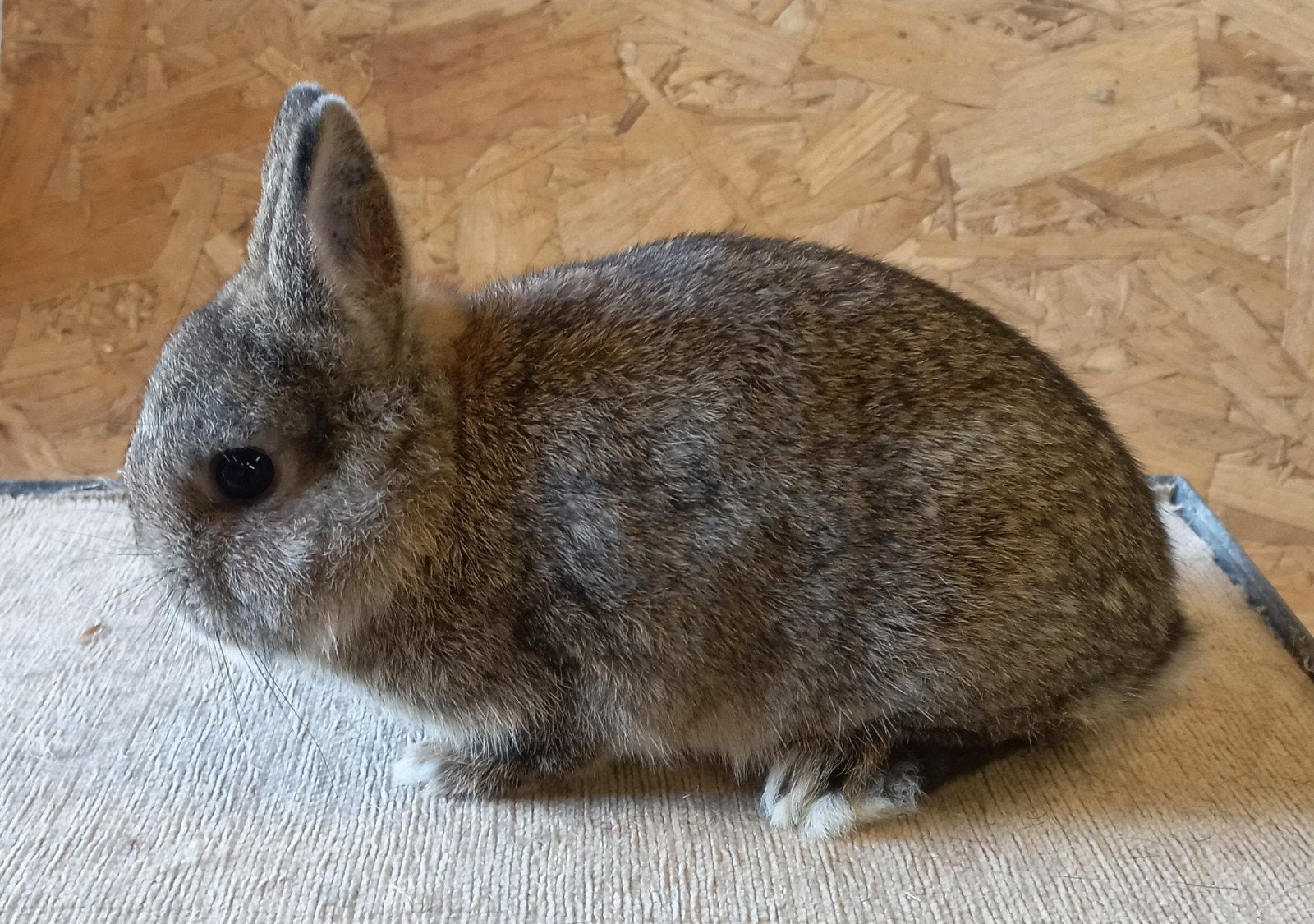 kleurdwerg, Dieren en Toebehoren, Dwerg, 0 tot 2 jaar