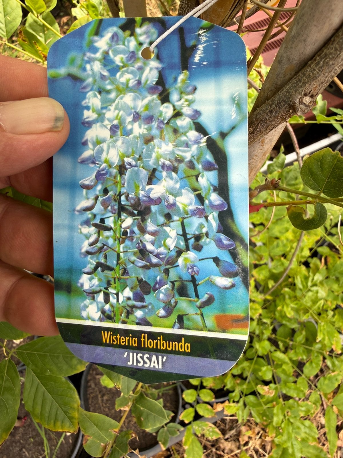 Blauwe regens mooie soorten 175/200 geent import 19,95, Ophalen, Volle zon, Vaste plant, Klimplanten