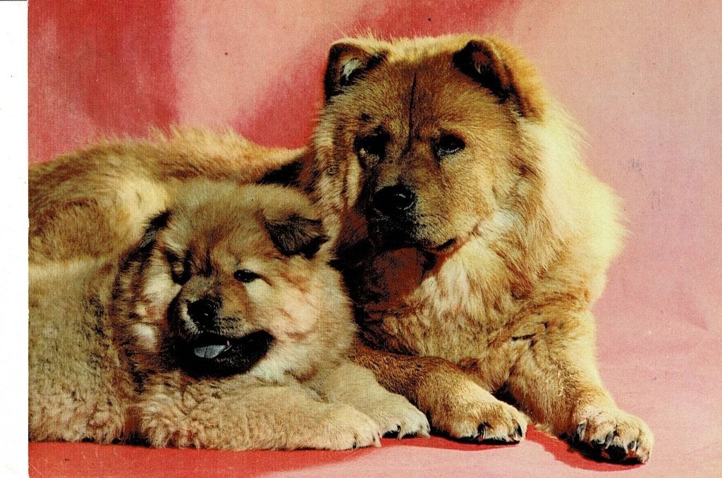 Vintage Ansichtkaart: Chow Chow Honden met Puppy, Verzenden, 1960 tot 1980, Gelopen, Hond of Kat