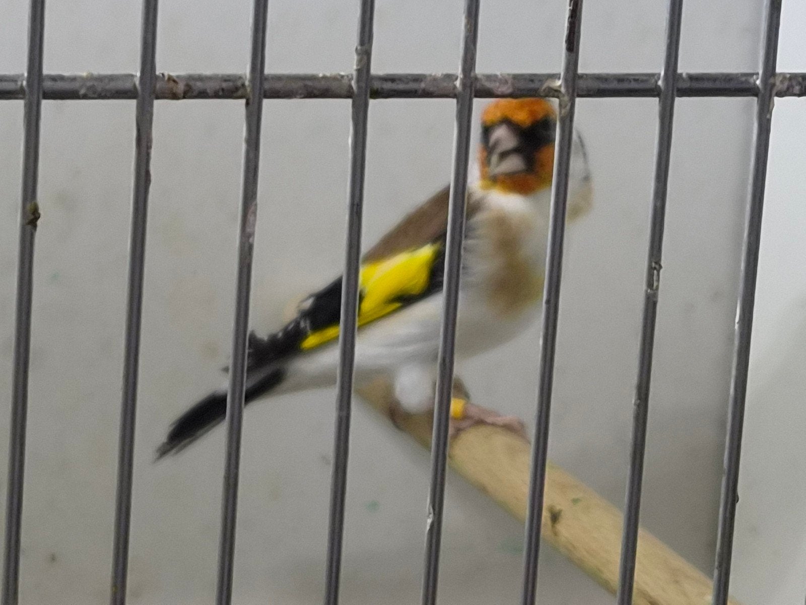 Majoor putter 2026, Meerdere dieren, Wildzangvogel, Geringd