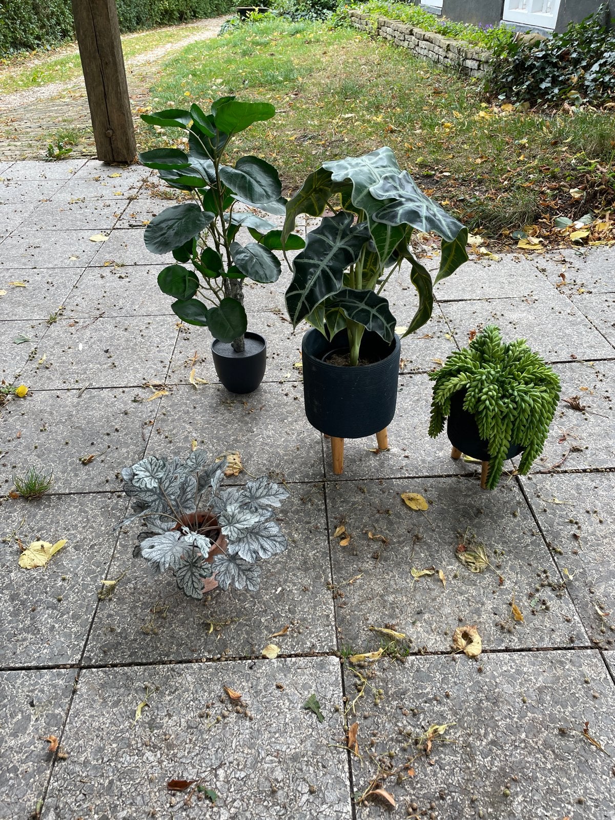 Nepplanten, Huis en Inrichting, Ophalen, Ficus, 100 tot 150 cm, Halfschaduw