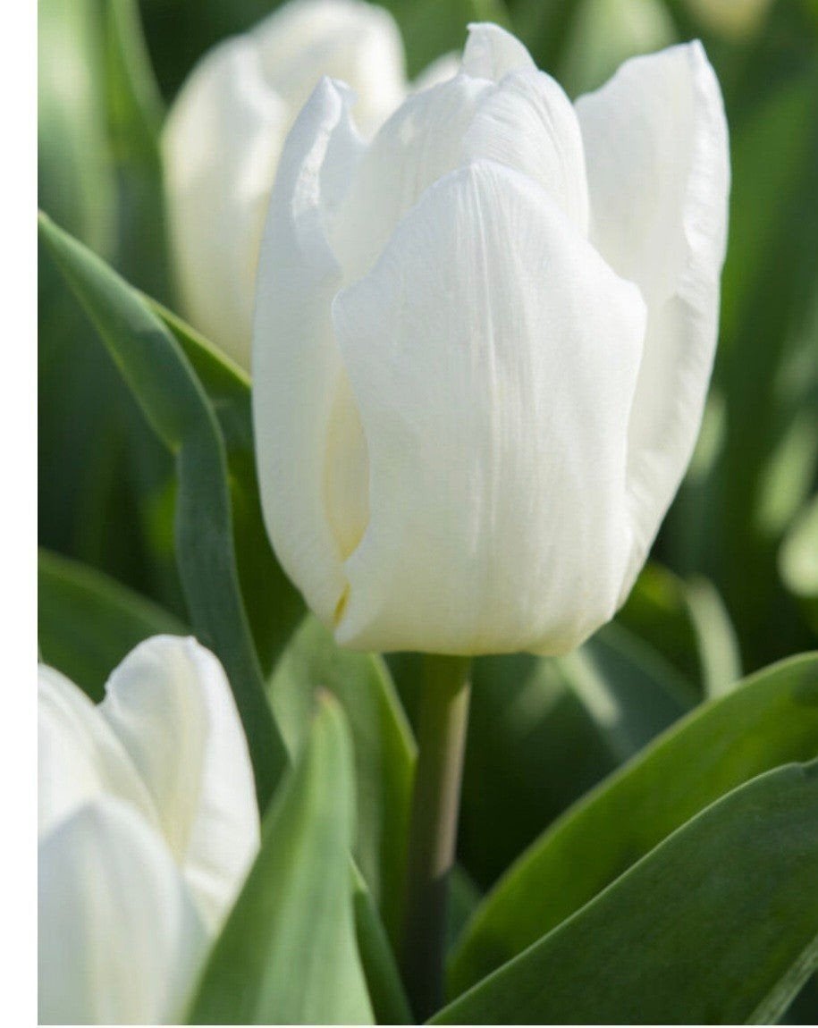 Bloembollen voor pluktuin, Ophalen of Verzenden, Najaar, Volle zon, Bloembol