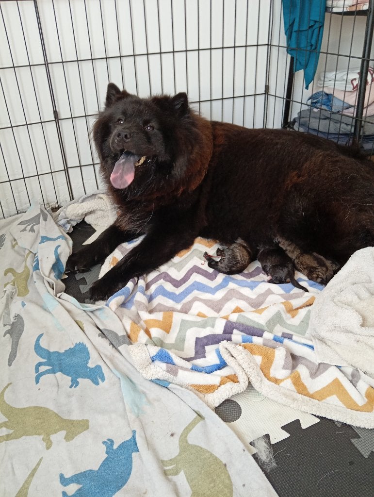 Eurasier puppy's, België, Particulier, 8 tot 15 weken, Poolhond