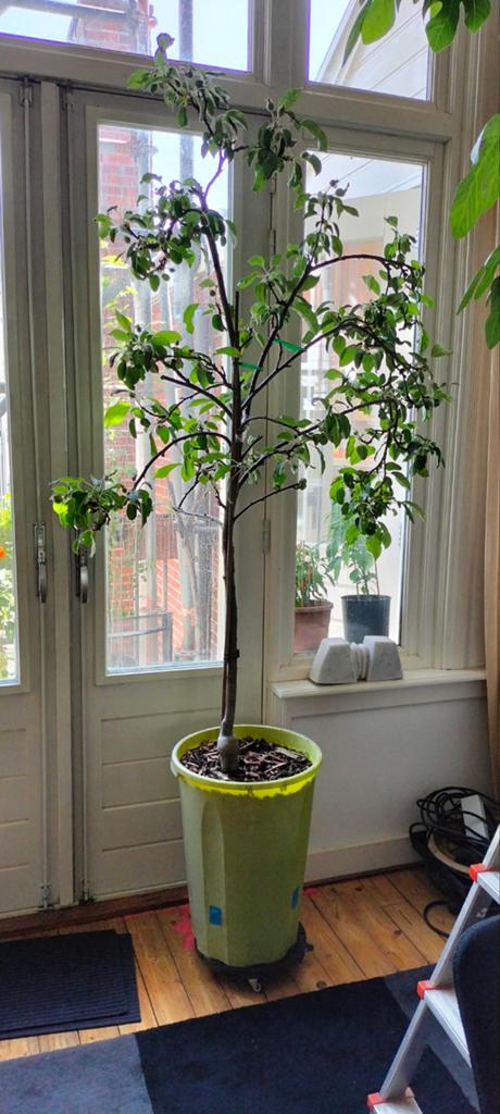 Appelboom zoekt tuin, Tuin en Terras, Planten | Fruitbomen, Ophalen, Appelboom, Lente