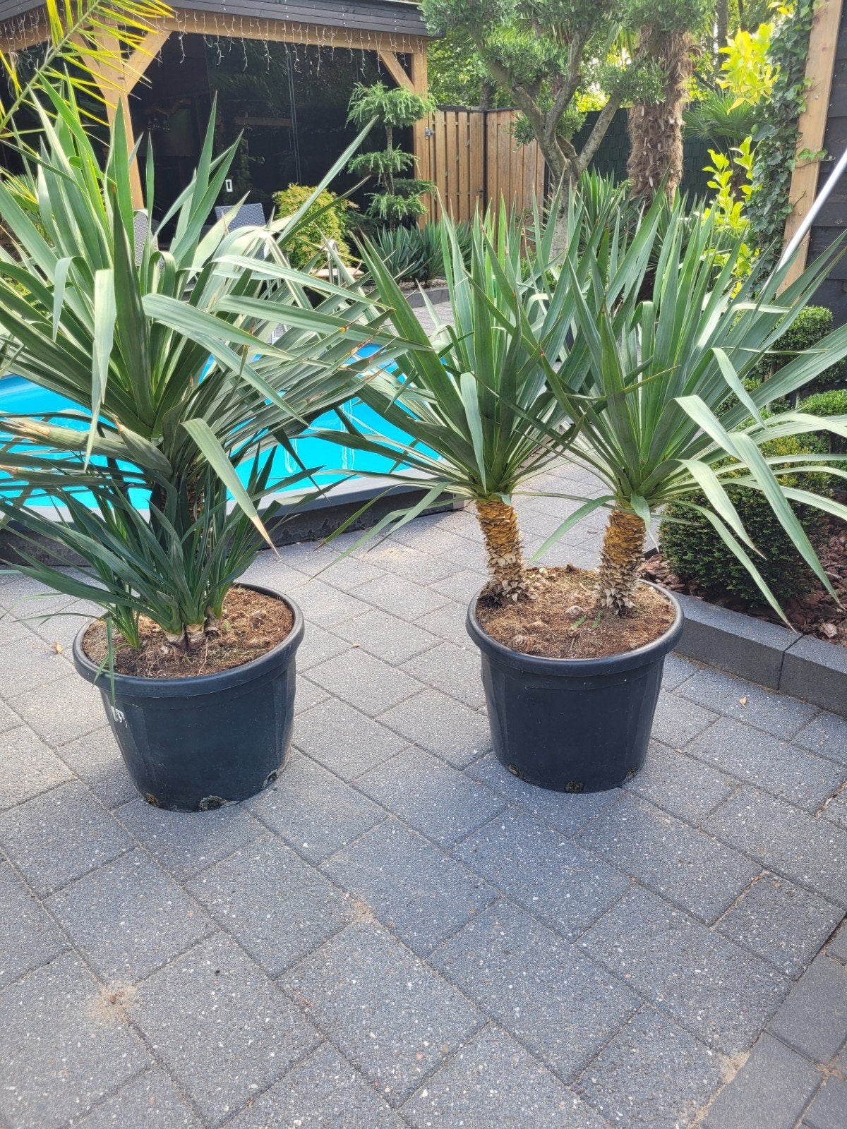 Yucca Gloriosa op stam - 30/40 cm, potmaat 50cm, Ophalen, Overige soorten, Volle zon