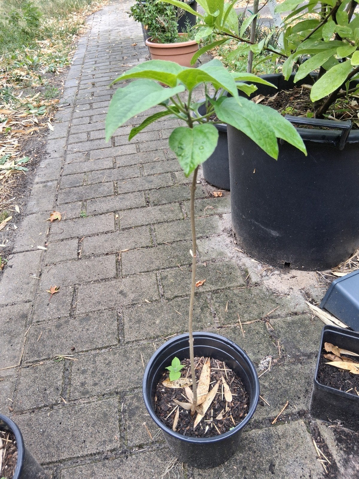 pindakaasboom clerodendrum kansenboom, Ophalen, Minder dan 100 cm, Overige soorten
