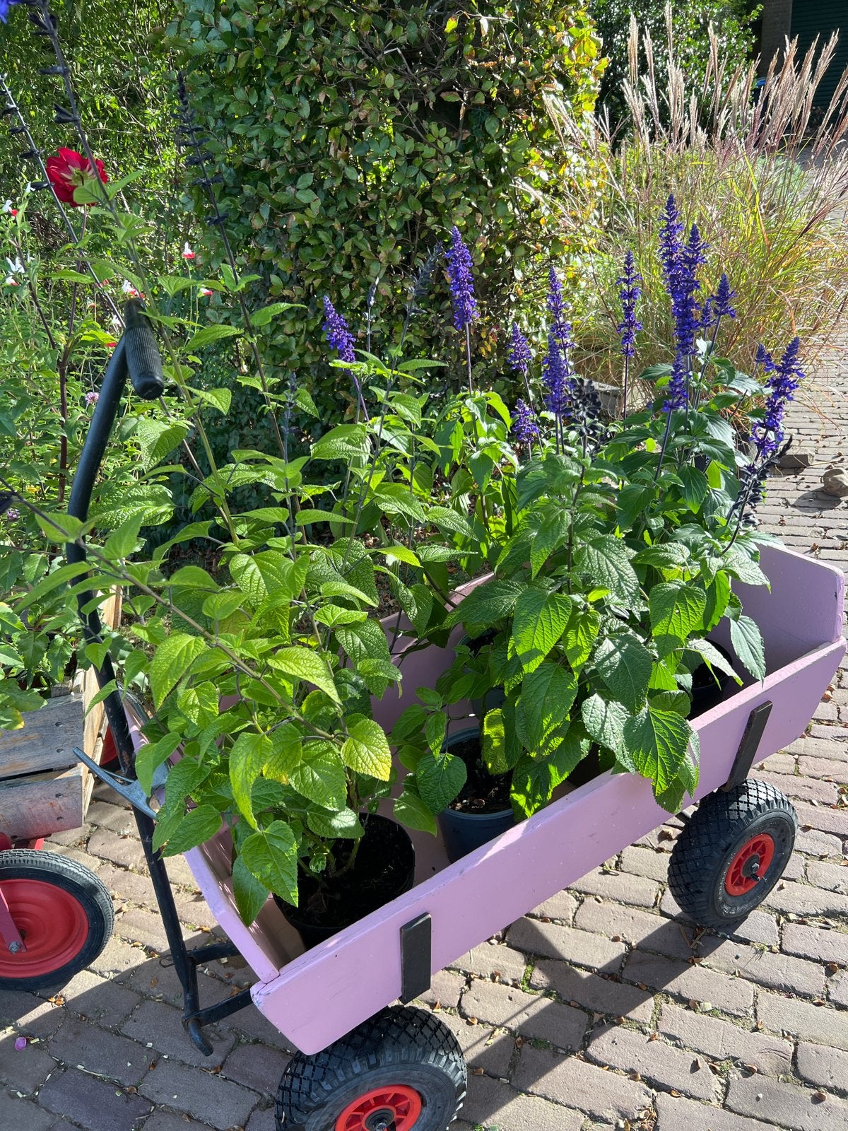 Diverse tuinplanten o.a.verschillende Salvia’s, Volle zon, Vaste plant, Zomer, Ophalen