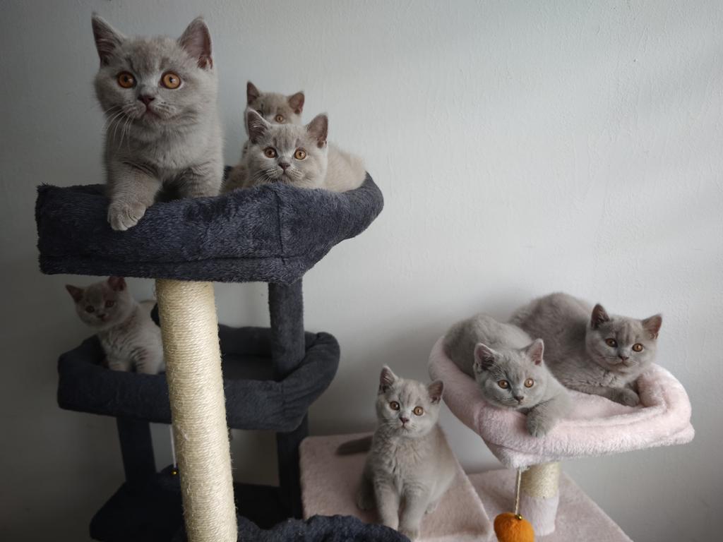 Brits Britse korthaar kittens, Meerdere dieren, Ontwormd