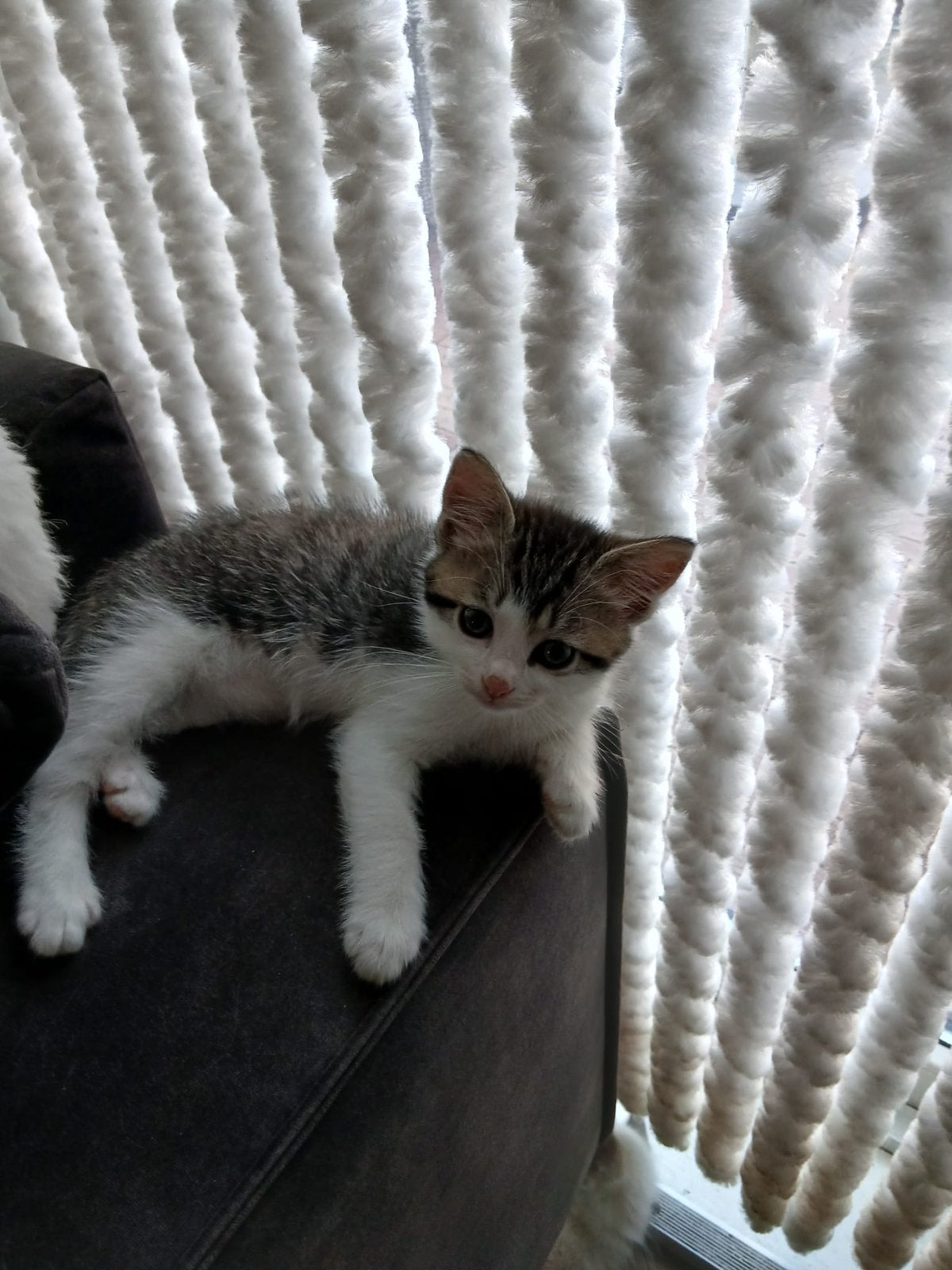 Ragdoll kittens, Poes, Ontwormd, 0 tot 2 jaar