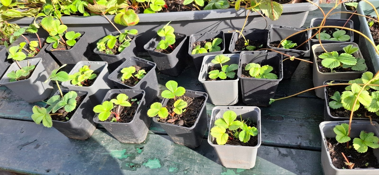 Aardbei stekken, Ophalen, Volle zon, Vaste plant, Zomer