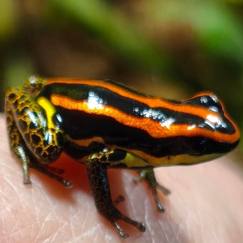 Ranitomeya, alle soorten en varianten uit eigen kwekerij, Dieren en Toebehoren, Amfibie, 0 tot 2 jaar