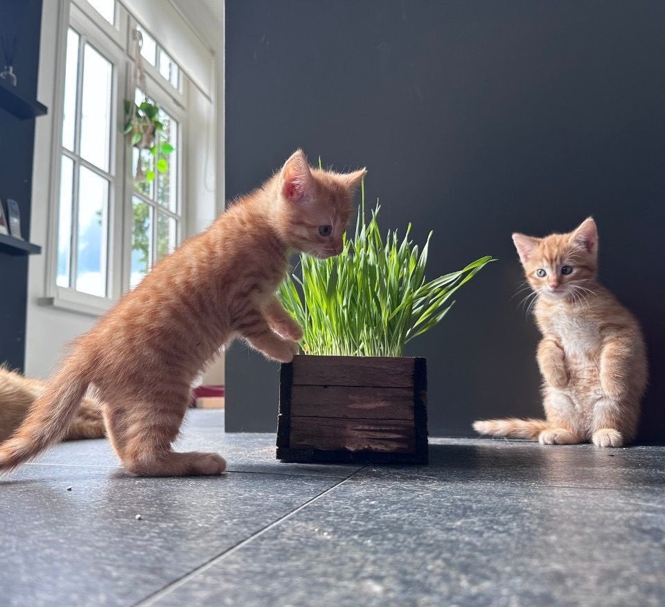 uniek nog 1 rood vrouwtje (poes) speels aanhankelijke kitten, Poes, Ontwormd, 0 tot 2 jaar