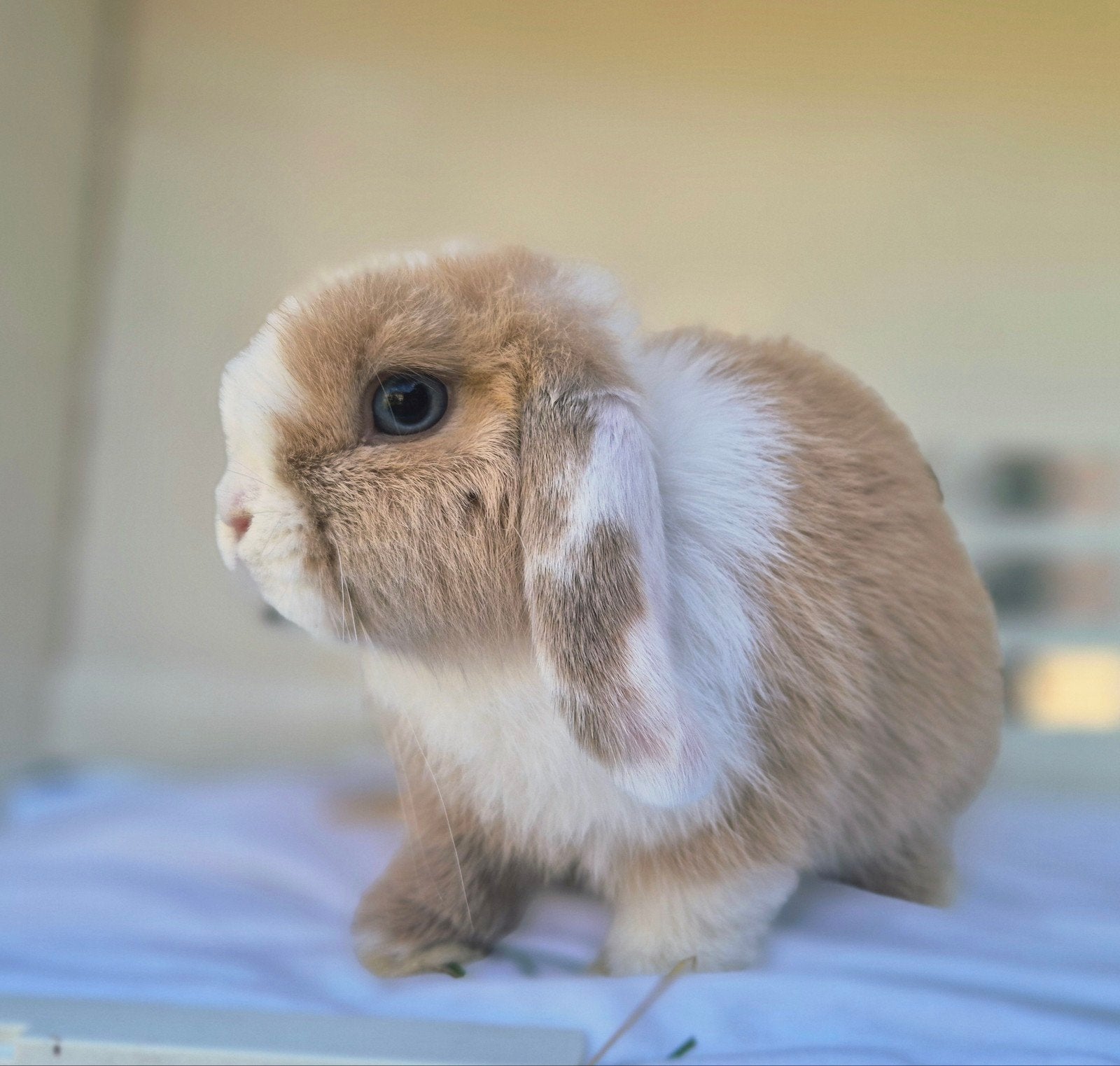 Mini lop hangoordwerg konijn gevaccineerd, Mannelijk, Dwerg, Hangoor, 0 tot 2 jaar